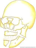 Fraturas pan-faciais